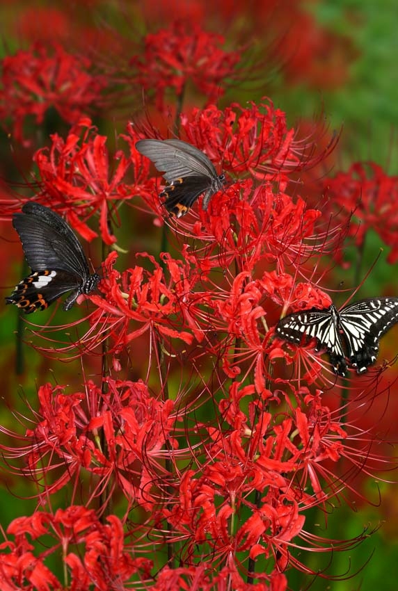 Lycoris radiata 2