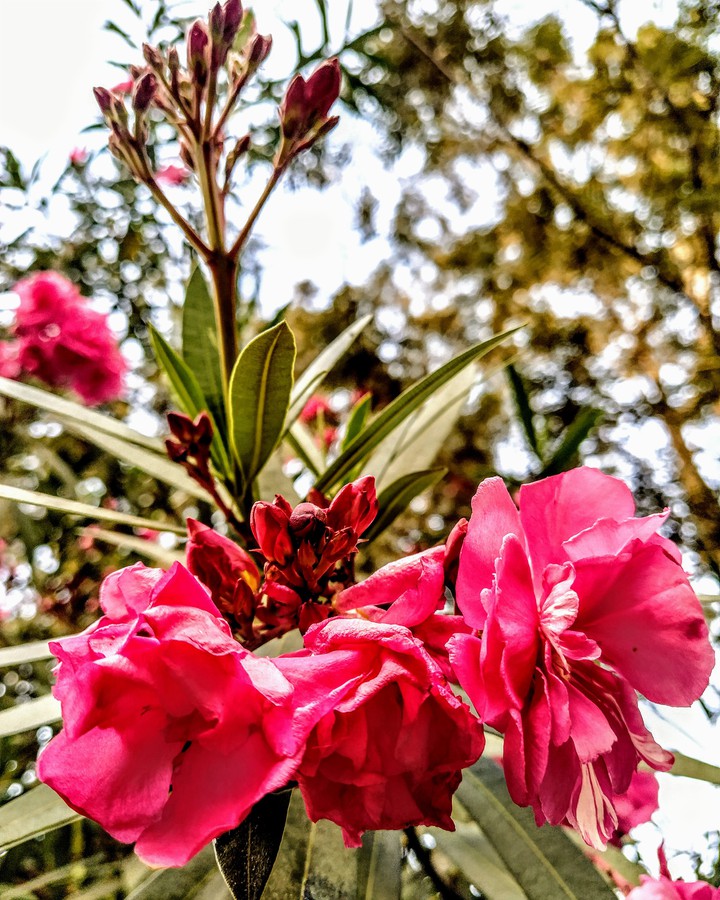 red Love