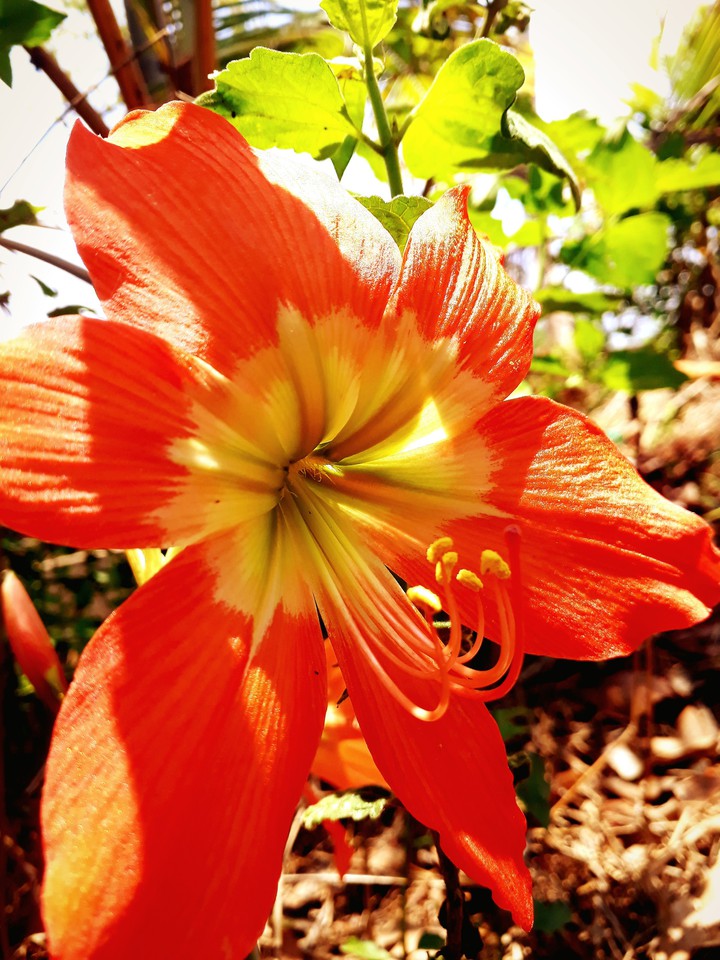 lilly flowers