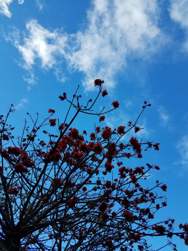 Winter tree