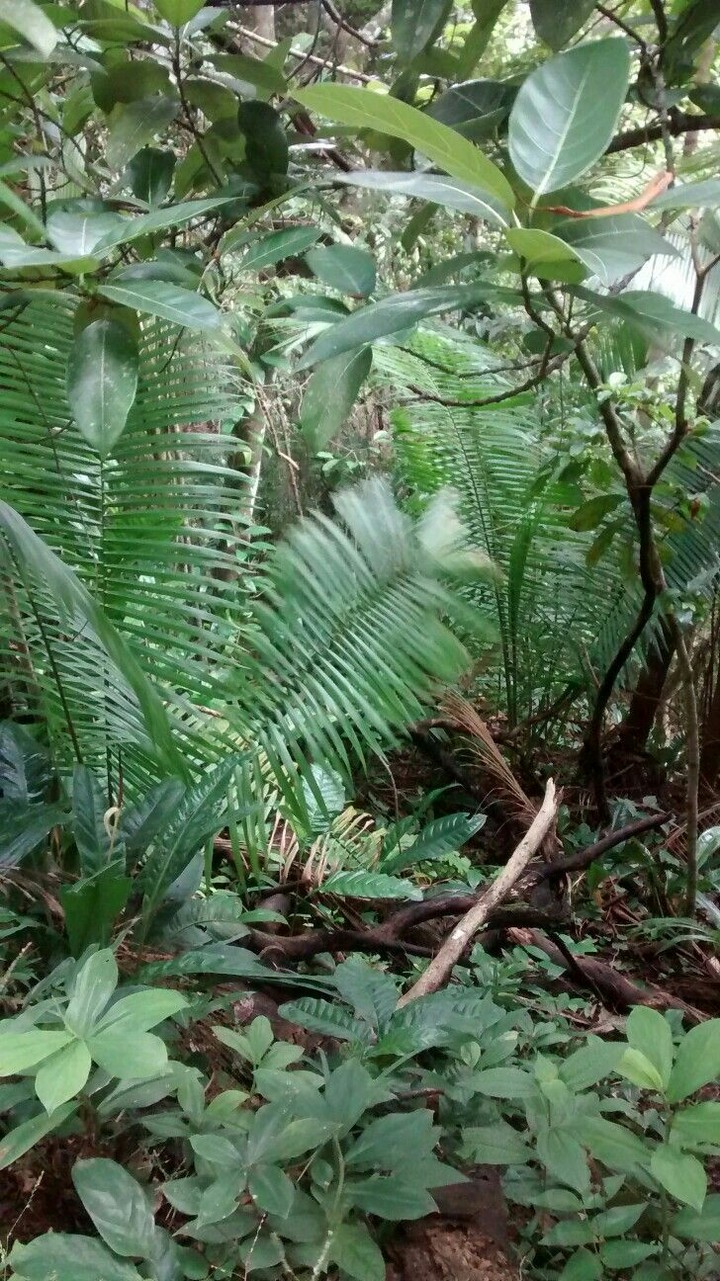 Samambaias