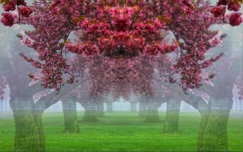 Pink view