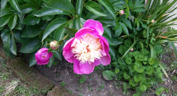 fiori