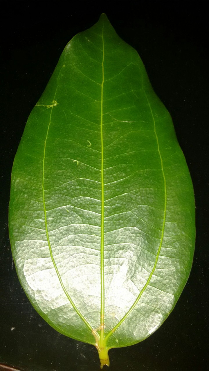 leaf