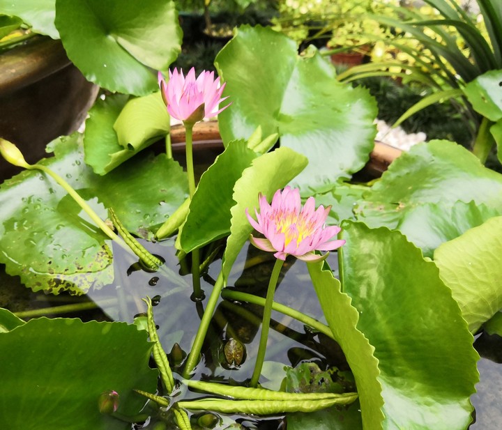 Pink Lotus