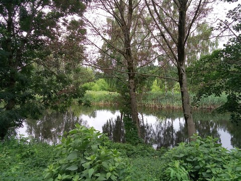 belorussian swamp