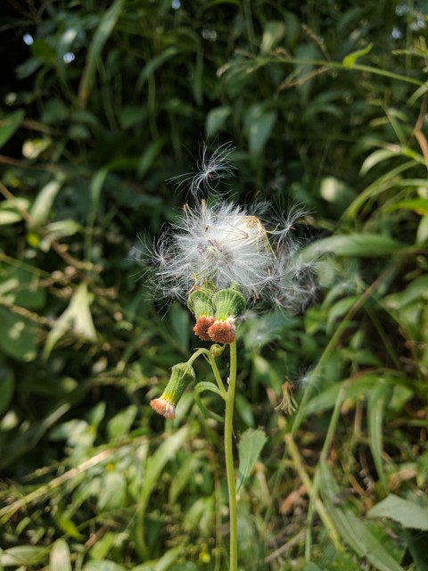 Dandelion