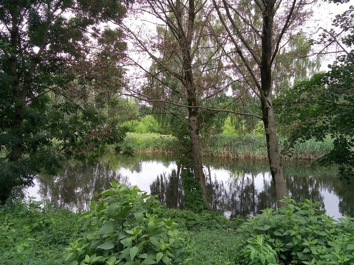 belorussian swamp
