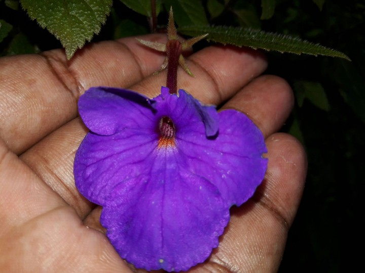 cute violet