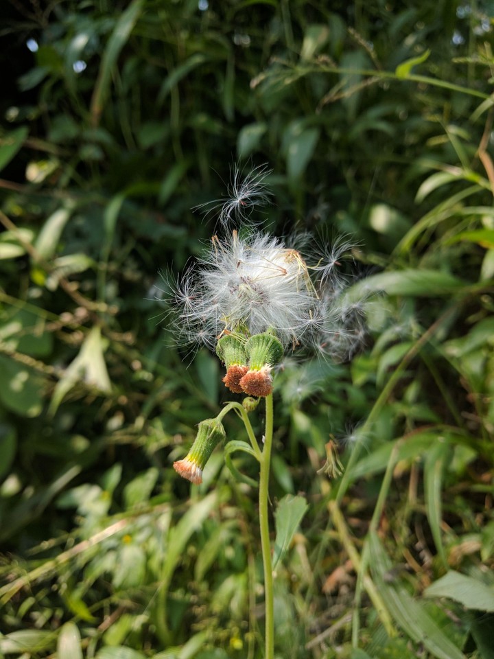 Dandelion