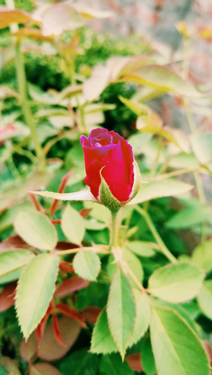#rose