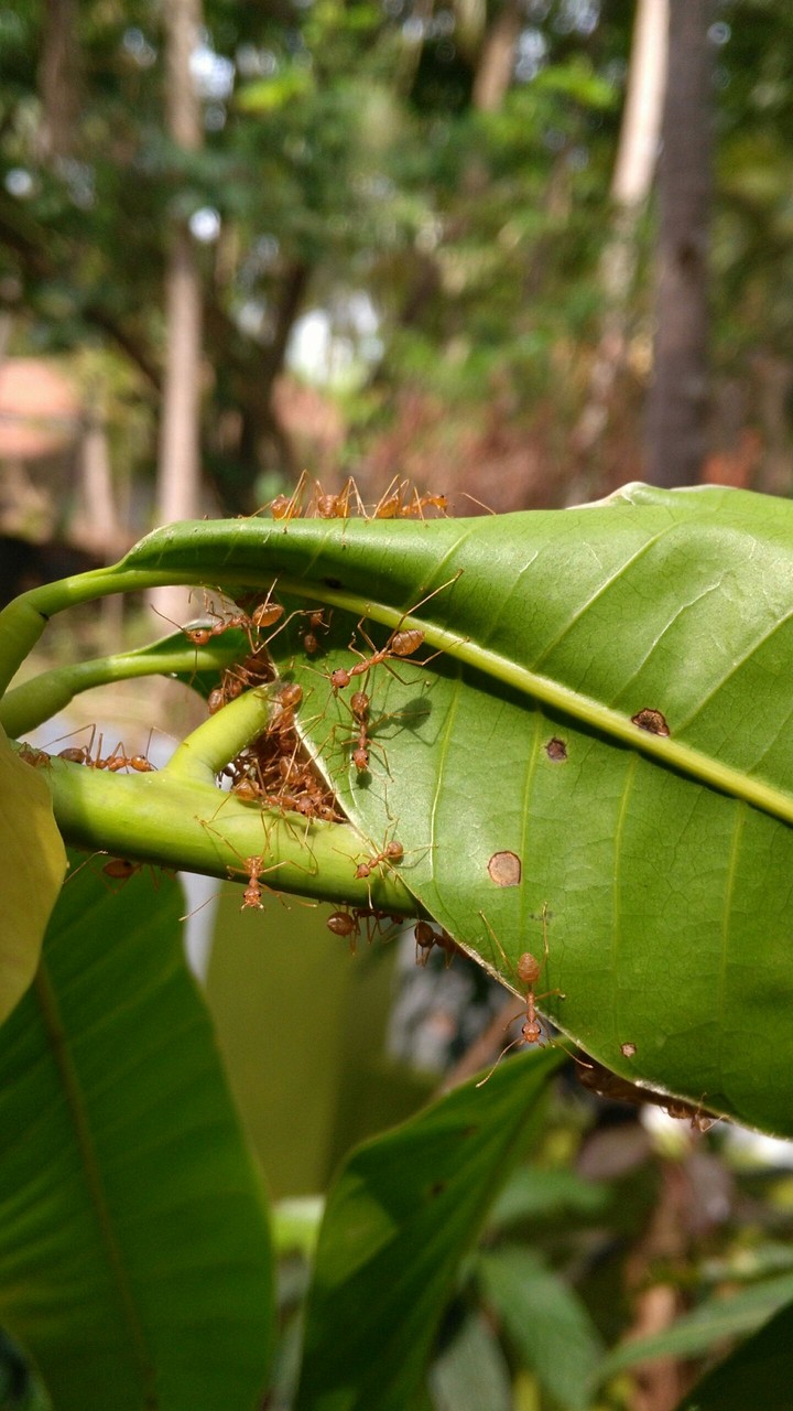 Ant-mazing