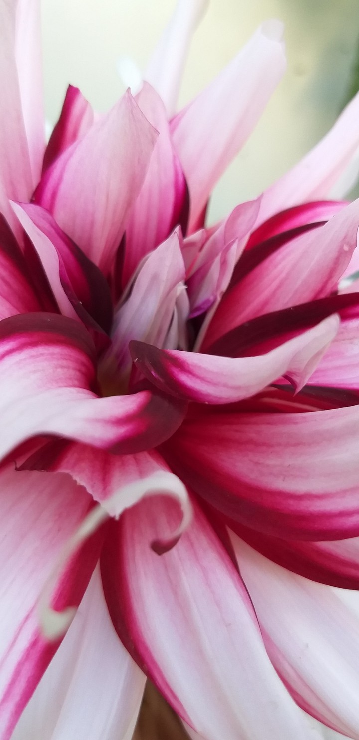 Blossom