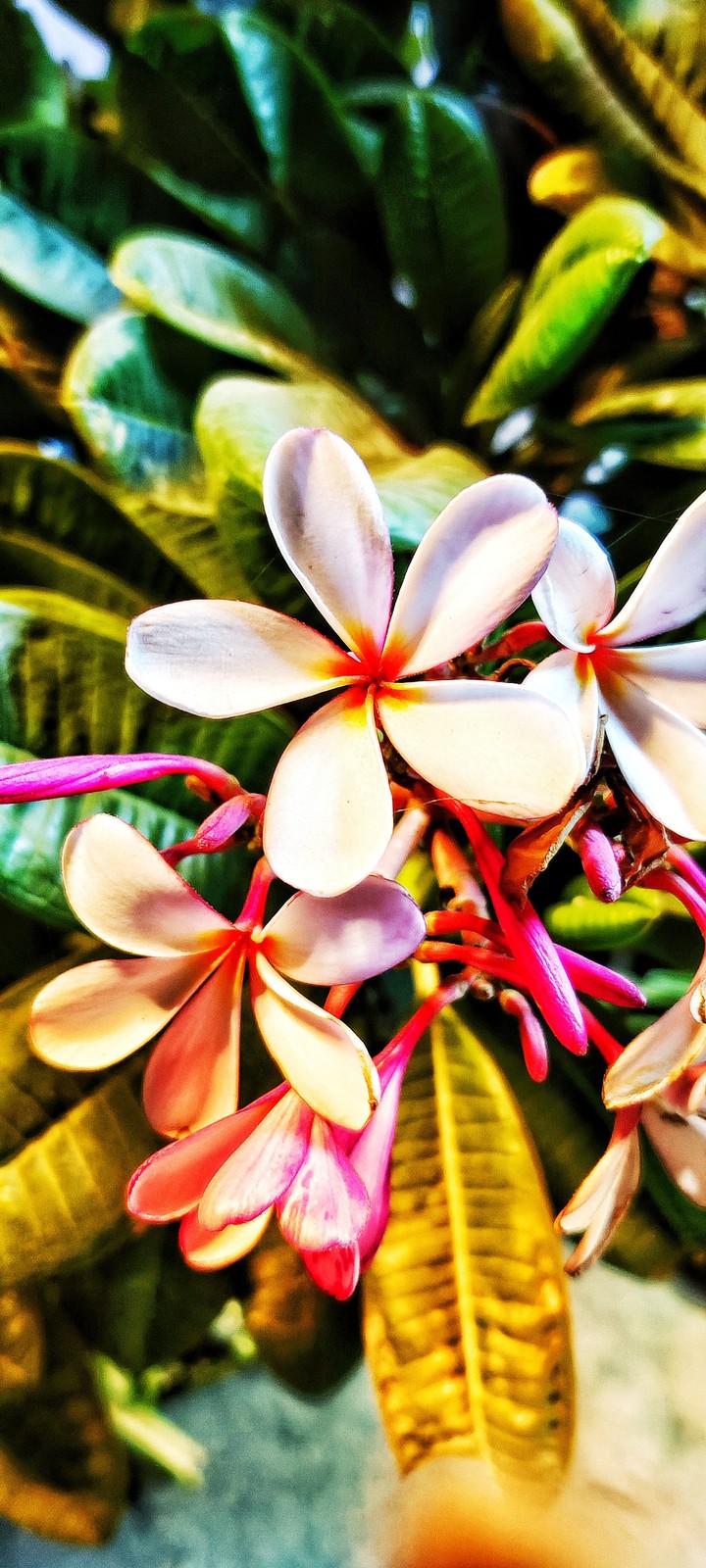 Frangipani Flower