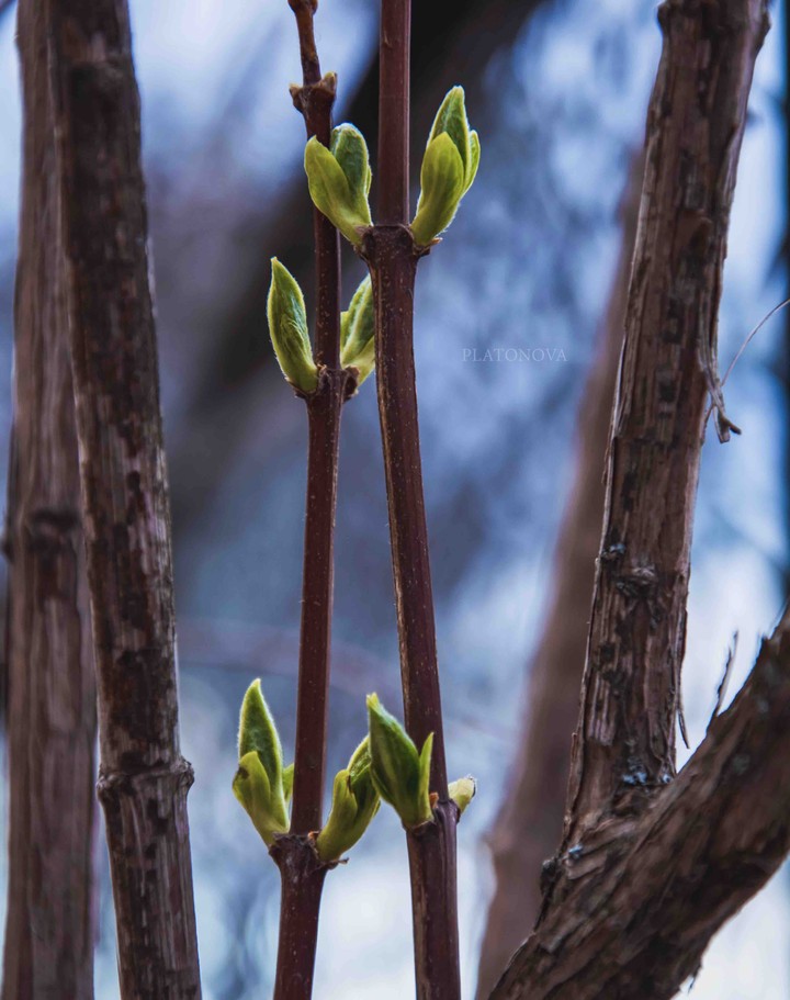 spring
