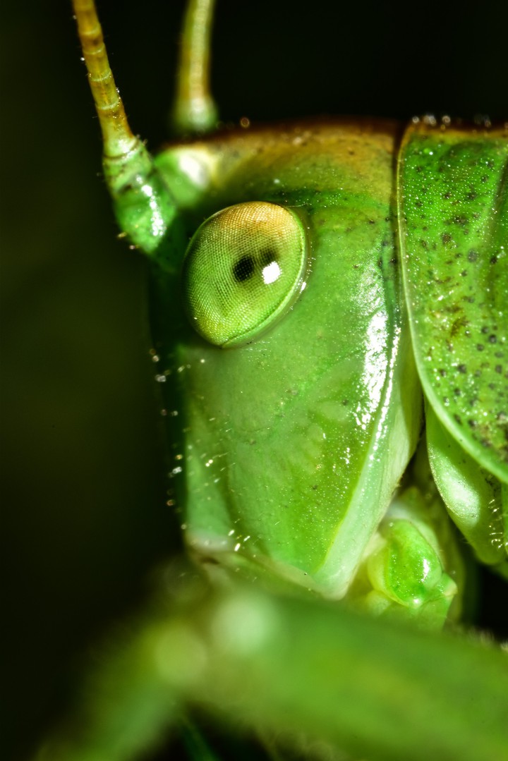 macro