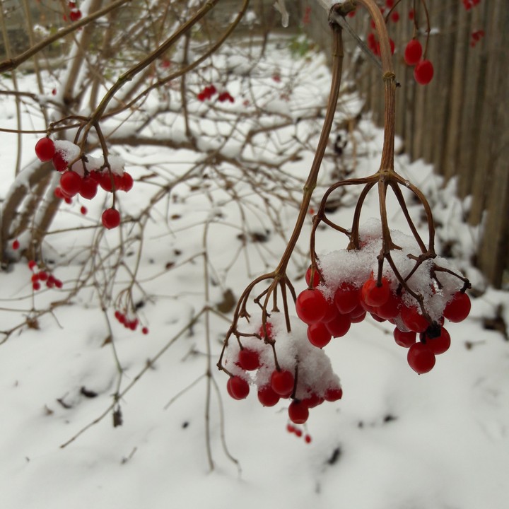 winter in village