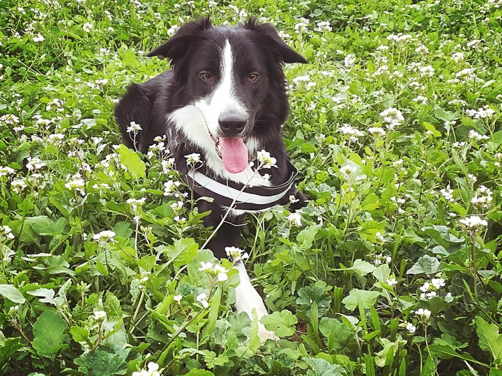 Border collie in the nature