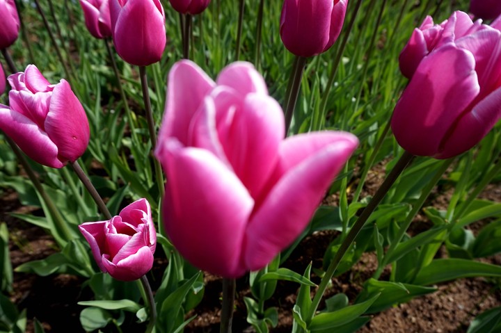 Holland