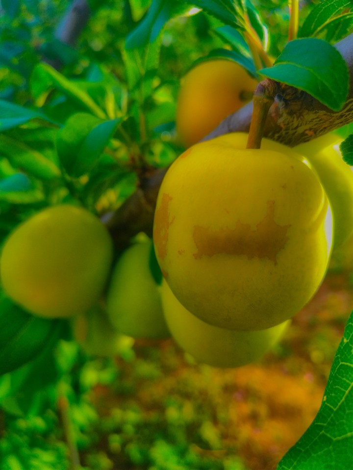 Plum