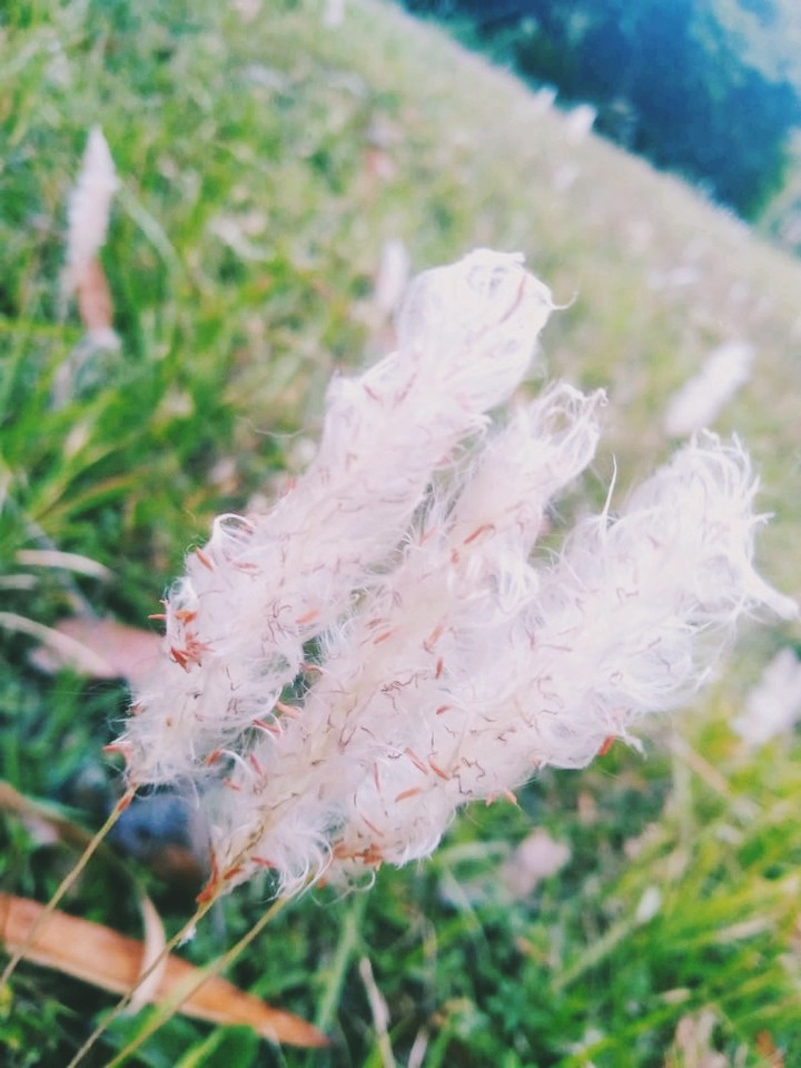 White flower