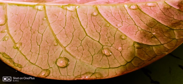 leaf