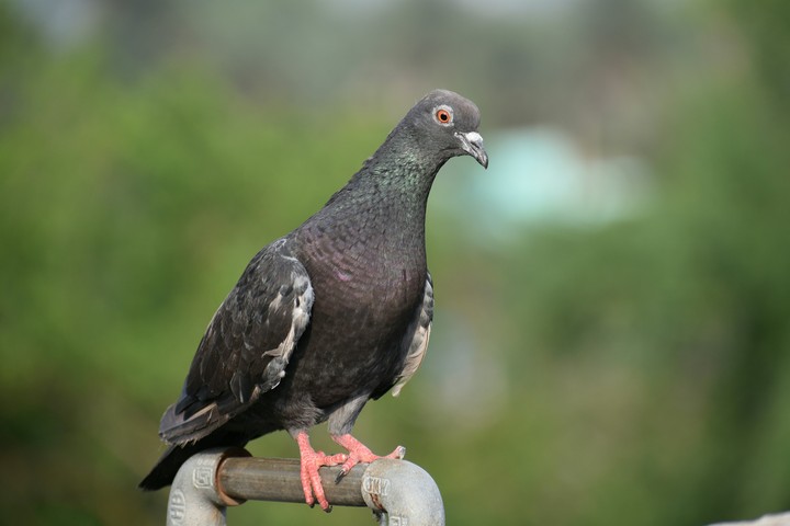 Pigeon