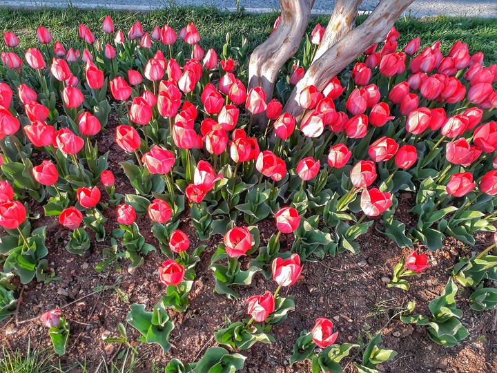tulip