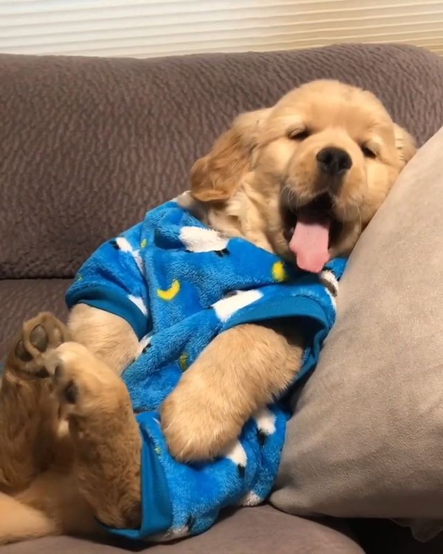 Cute Golden retriever