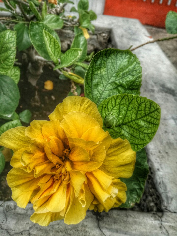 Flower