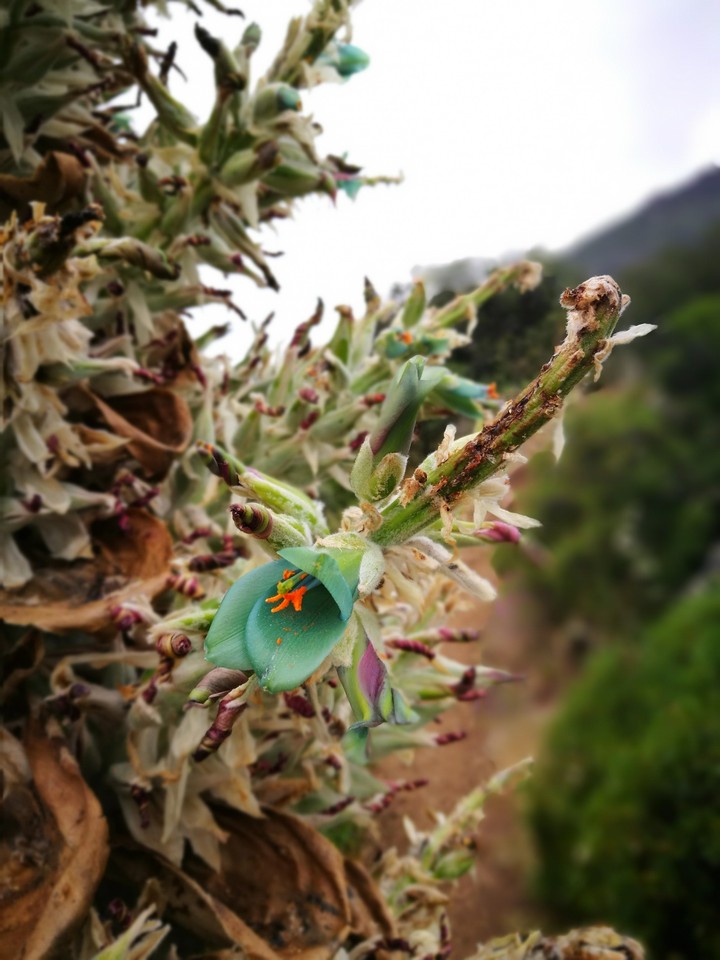 flor