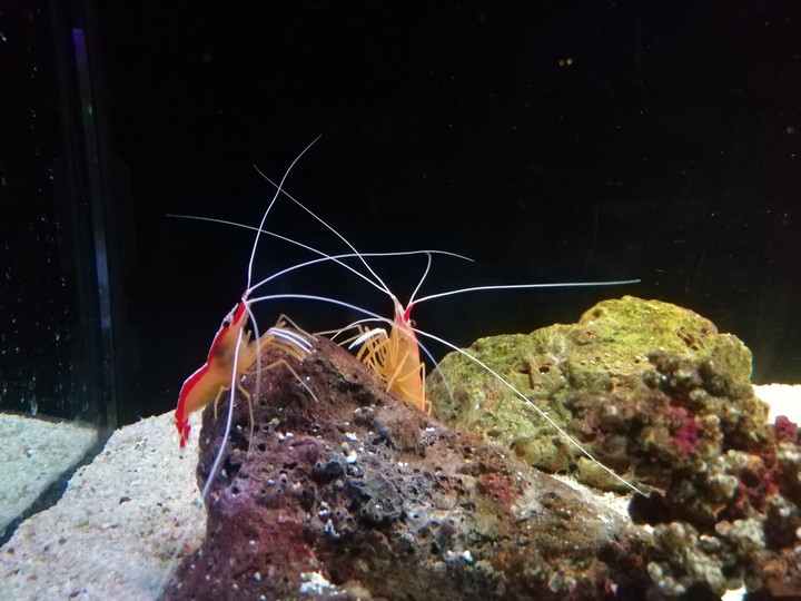 Colorful Shrimp