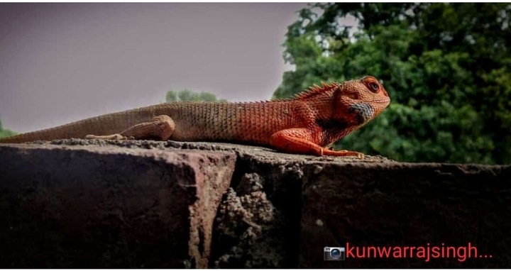 lizard