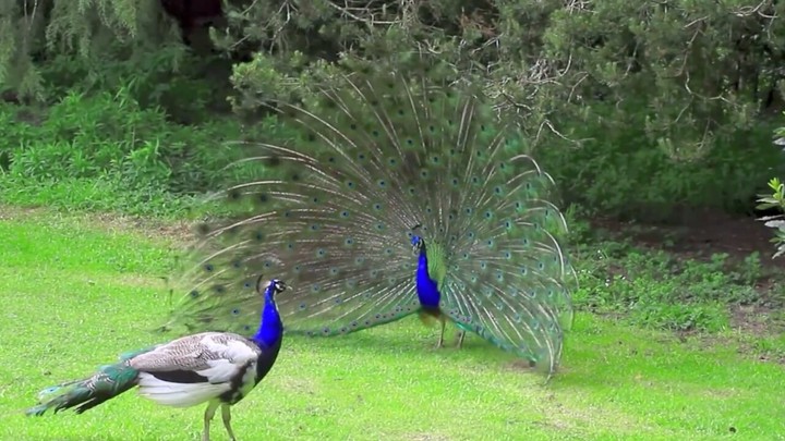 PEACOCK❤❤