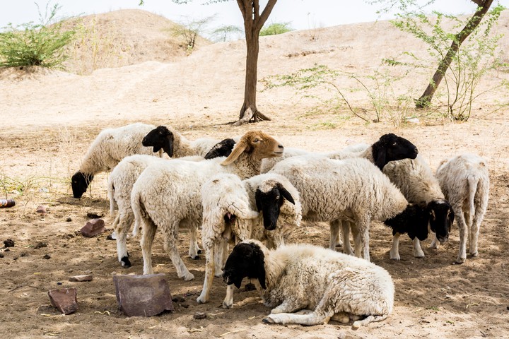 sheeps