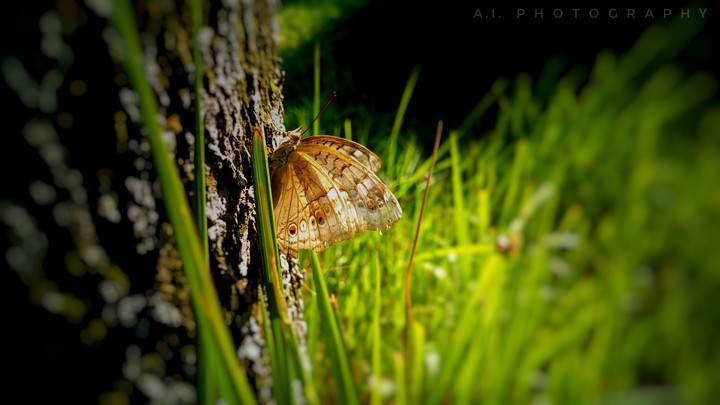 Butterfly