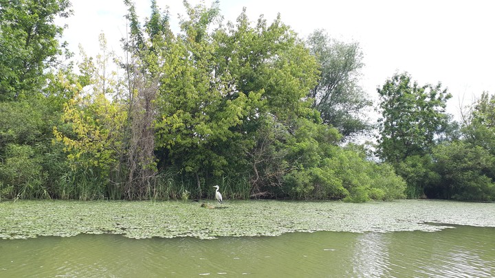 tisza hungary