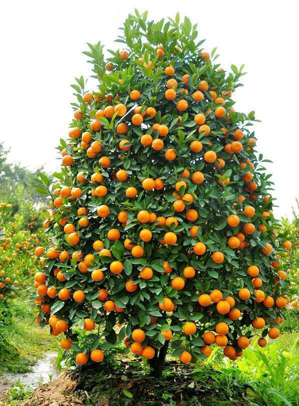 Orange tree