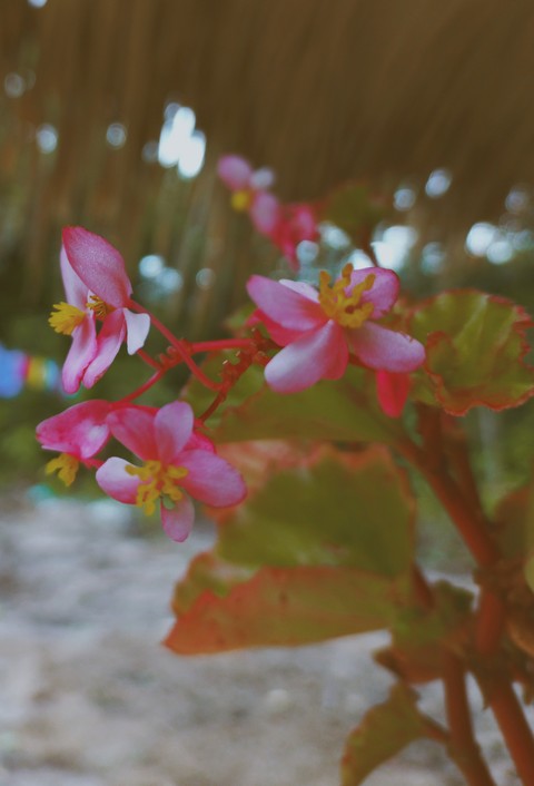 sfondi wildflower, flower