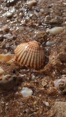 Ocean