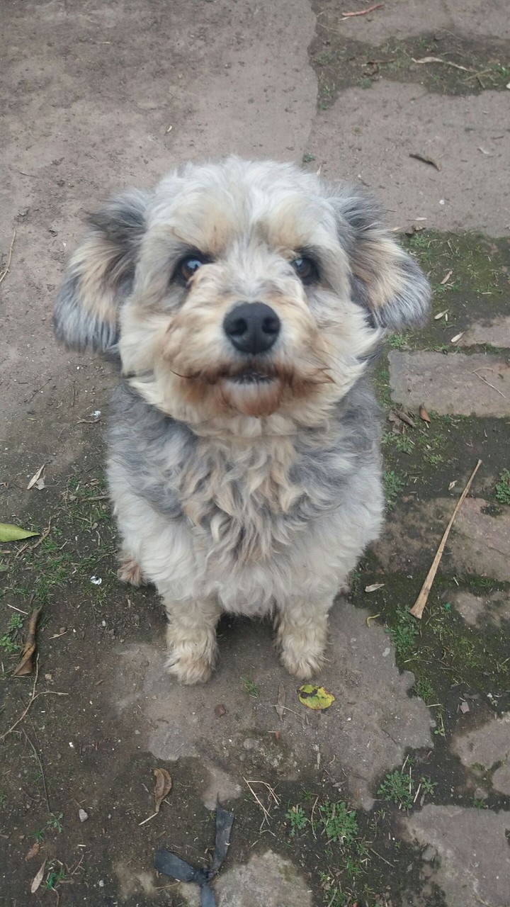 dog