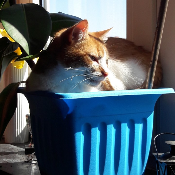 Cat Red Male