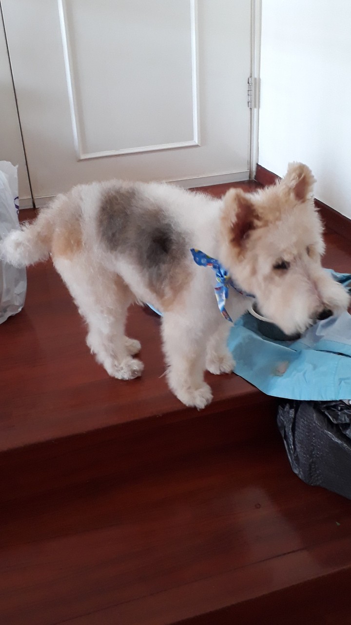 Teddy