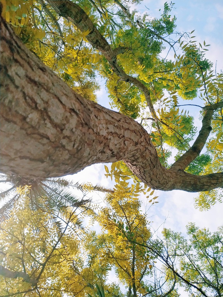 natural tree colour