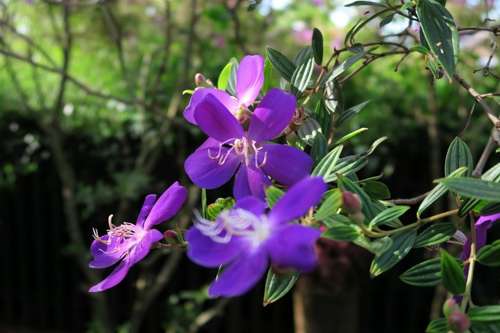 Melastoma