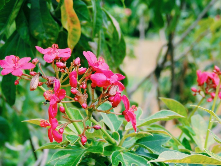 flowers