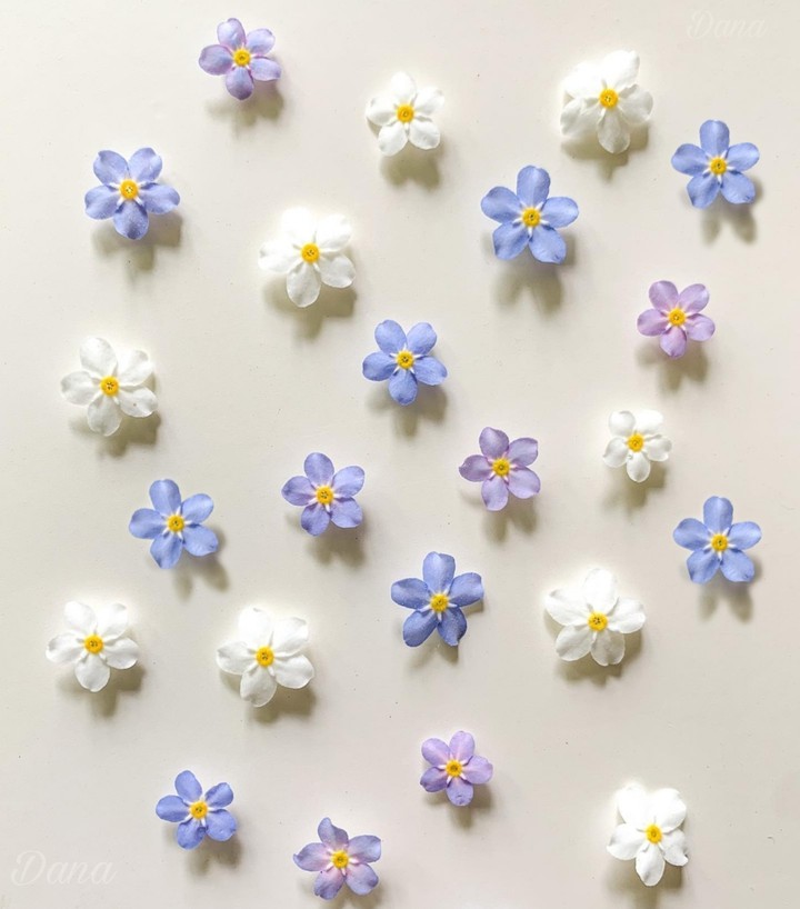 Forgetmenot