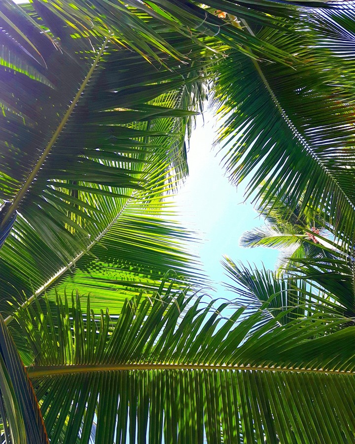 palm tree