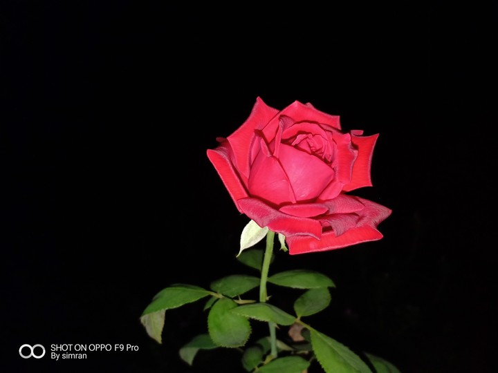 #Red rose