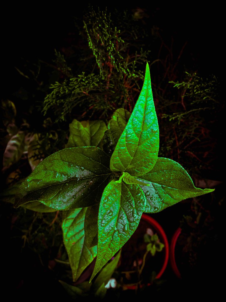 light